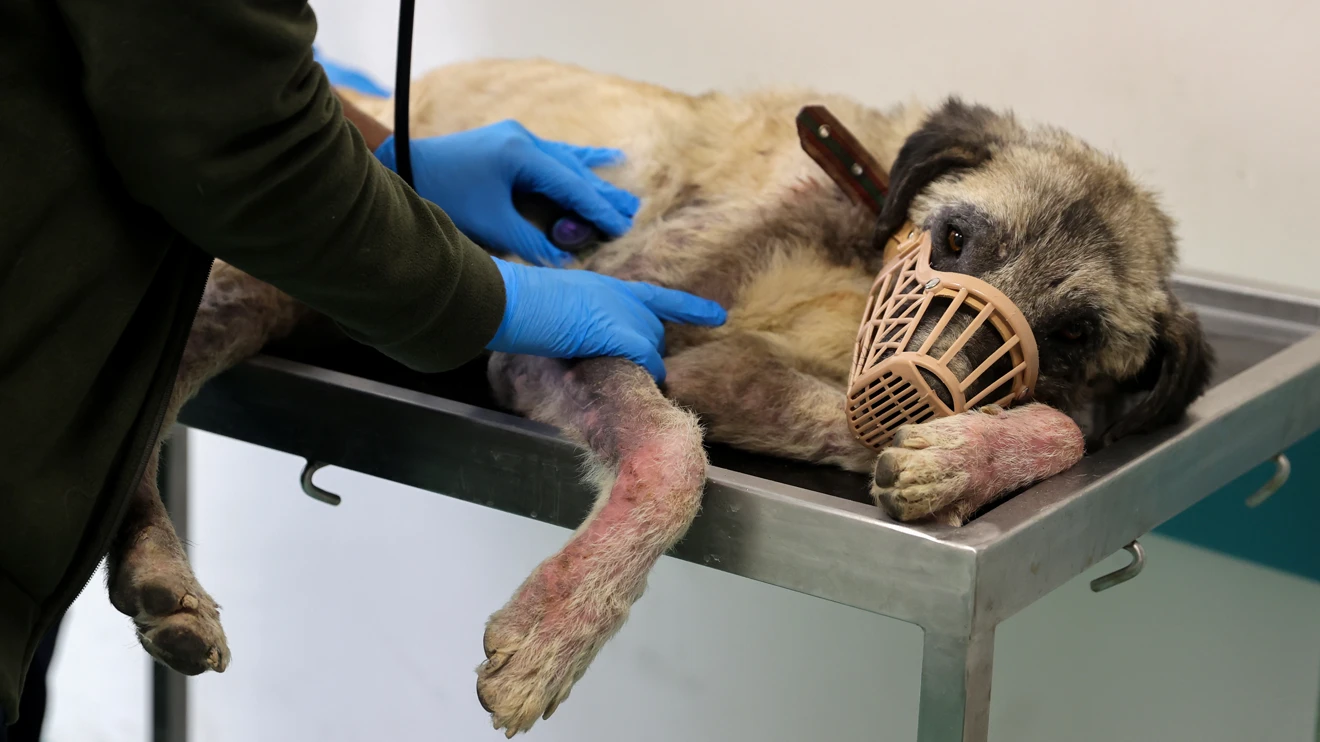 2024 yılında 20 bin hasta ve yaralı hayvana sağlık hizmeti verildi